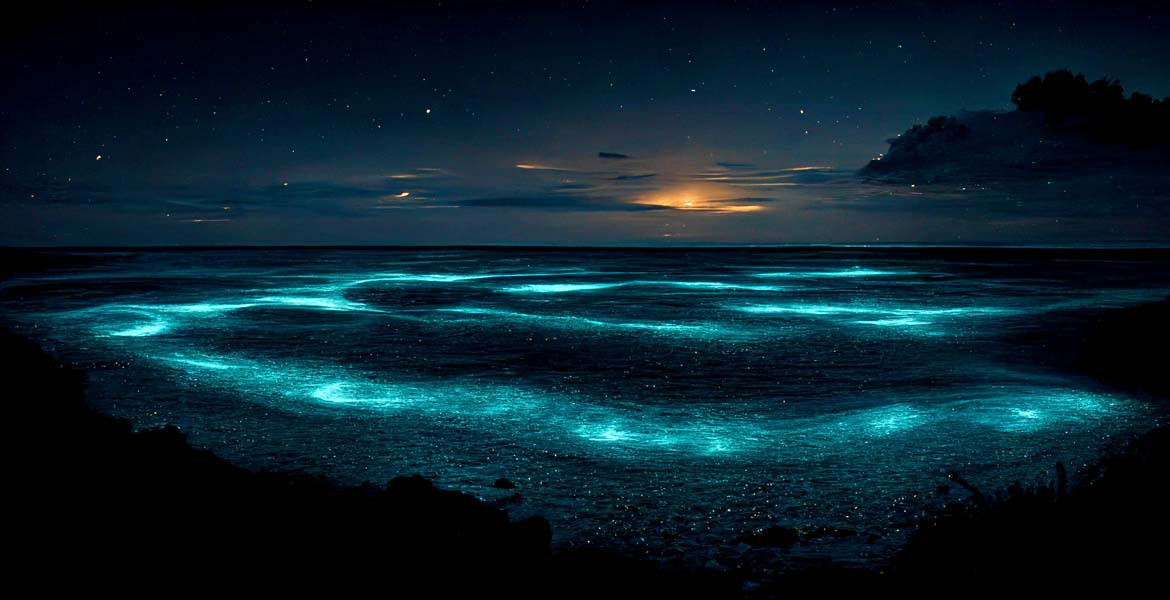 Top 10 Bioluminescent Beaches in the World that will Blow Your Mind