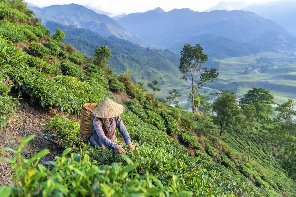 TEA PLANTATIONS IN MUNNAR
