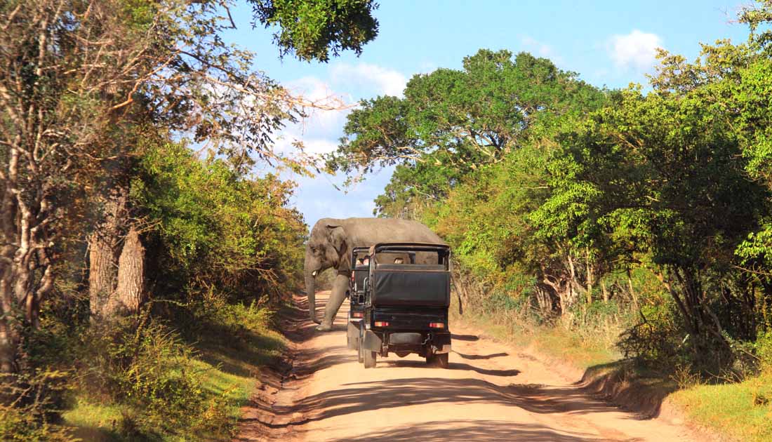 best safari destinations in the world - Yala National Park