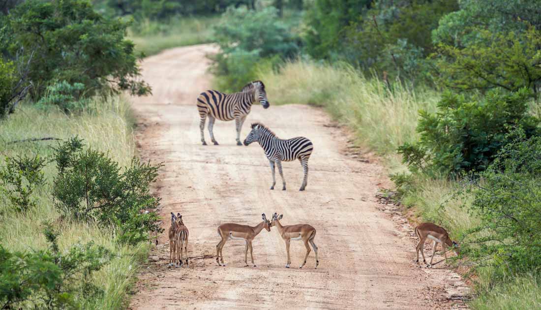 best safari destinations in the world - Kruger National Park, South Africa
