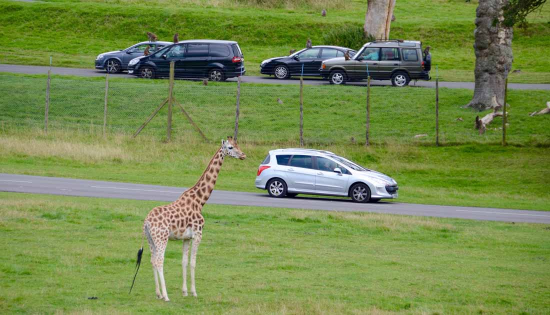 best safari destinations in the world - Longleat Safari Park