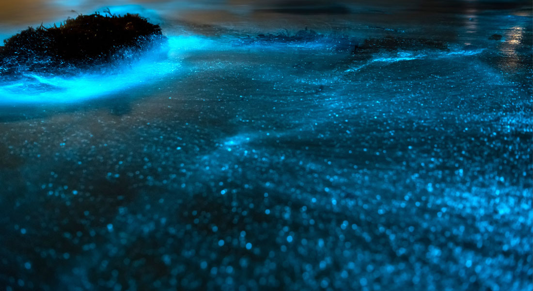 Plages bioluminescentes dans le monde - Bali
