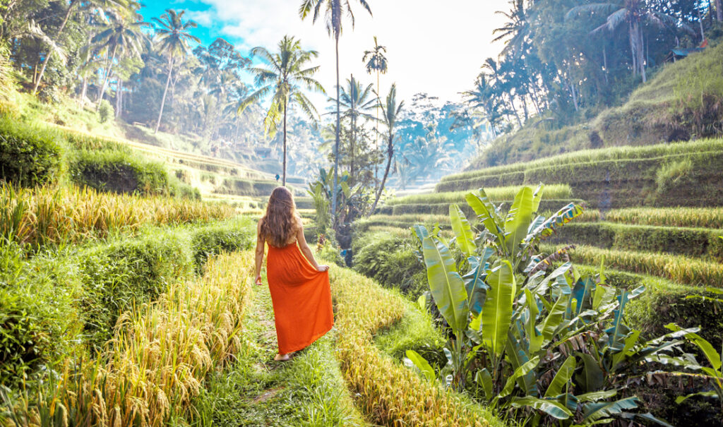 Best time to visit Bali - Rice fields of Ubud