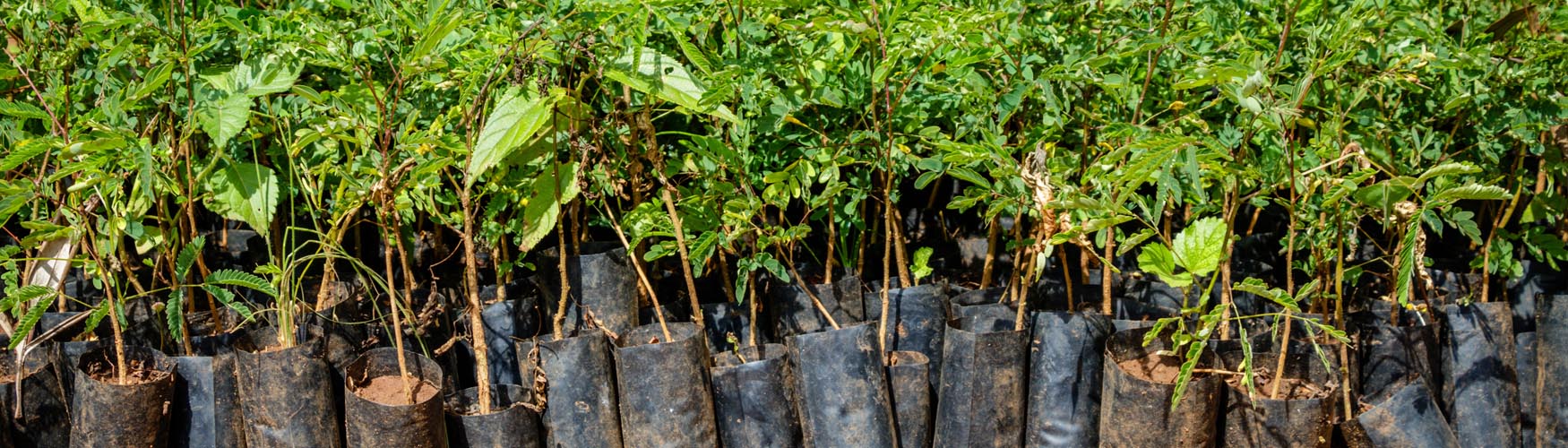 Travel Center Plants Over 1,100 Trees in Tanzania as Part of Our Ongoing Sustainability Commitment
